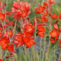 Hesperantha coccinea