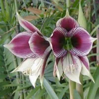 Hippeastrum papilio