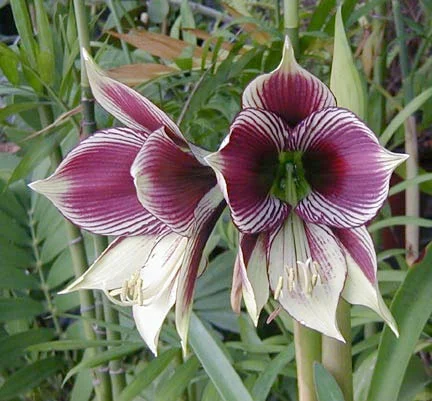 Hippeastrum papilio