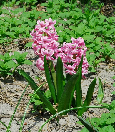 Hyacinthus orientalis x hybrids