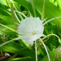 Hymenocallis narcissiflora x hybrids