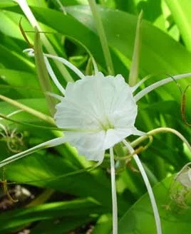 Hymenocallis narcissiflora x hybrids