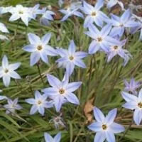 Ipheion uniflorum