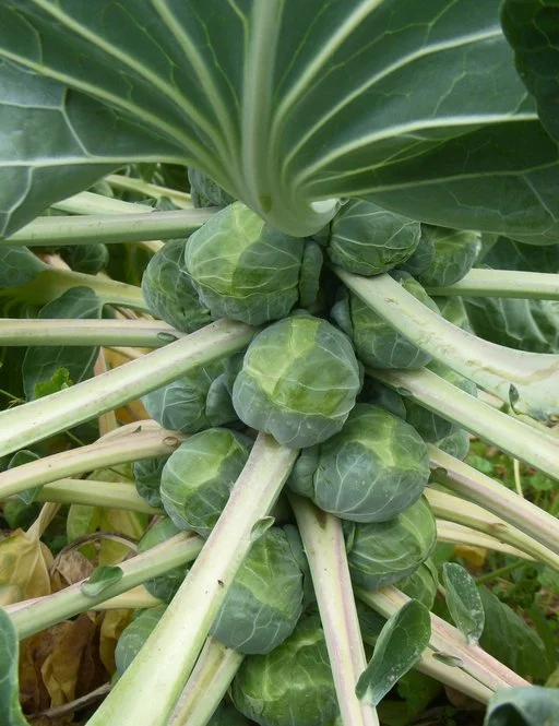 Brassica oleracea var. gemmifera
