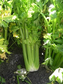Apium graveolens