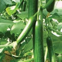 Cucumis sativus
