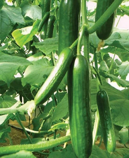 Cucumis sativus