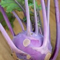 Brassica oleracea var. coulorapa