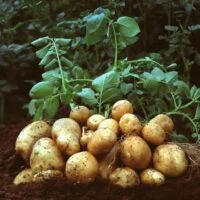 Solanum tuberosum