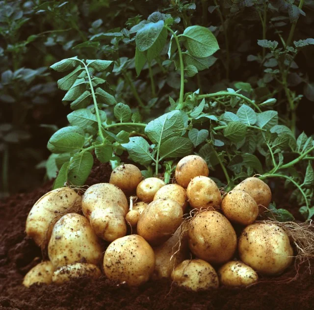 Solanum tuberosum