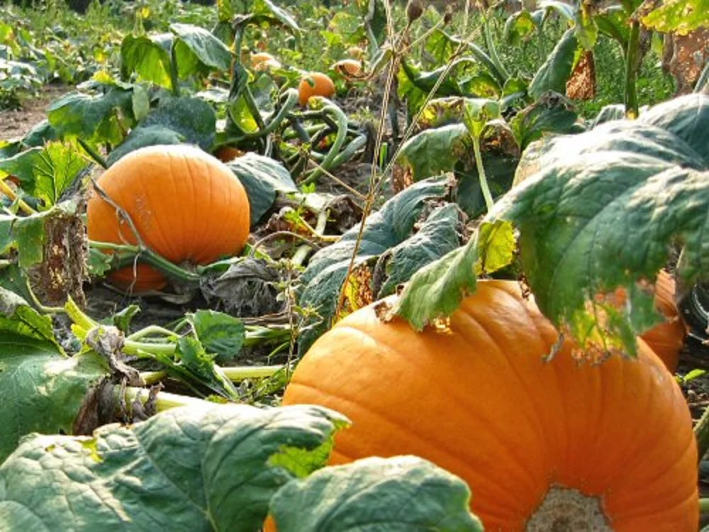 Cucurbita maxima