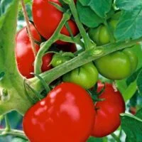 Lycopersicon esculentum
