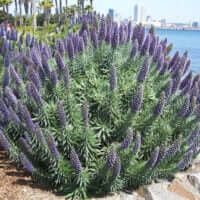 Echium fastuosum