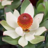 Leucadendron species