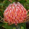 Leucospermum species