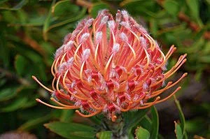 Leucospermum species