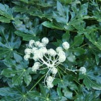 Fatsia japonica