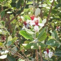Feijoa sellowiana