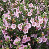 Anisodontea scabrosa 'Lady's Pink'