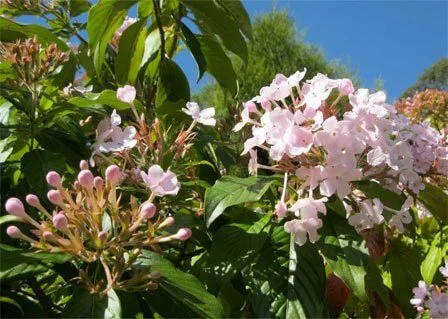 Luculia gratissima