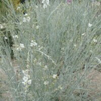 Gomphostigma virgatum