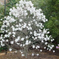Magnolia stellata