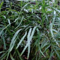 Homalocladium platyclada