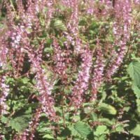 Plectranthus fruticosus