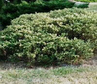 Juniperus x davurica 'Expansa Variegata'