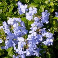 Plumbago auriculata