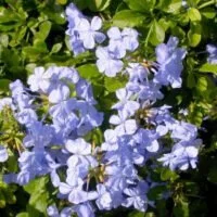 Plumbago auriculata