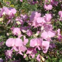 Podalyria calyptrata