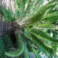 Encephalartos transvenosus