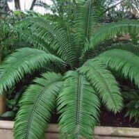 Encephalartos villosus