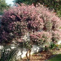 Leptospermum scoparium