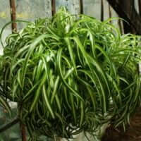 Chlorophytum comosum