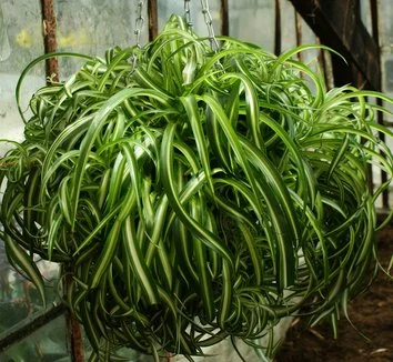 Chlorophytum comosum