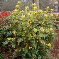 Mahonia aquifolium