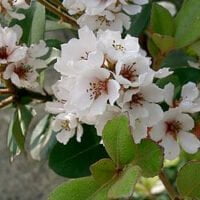 Rhaphiolepis umbellata