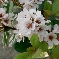 Rhaphiolepis umbellata