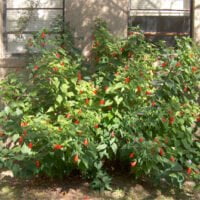 Malvaviscus arboreus