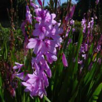 Watsonia species