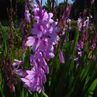 Watsonia species
