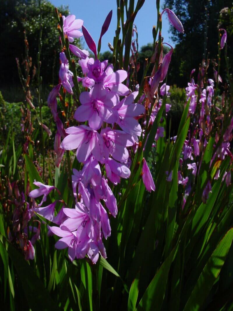 Watsonia species