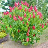 Megaskepasma erythrochlamys