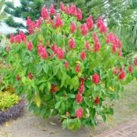 Megaskepasma erythrochlamys