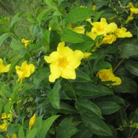 Allamanda cathartica