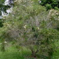 Melaleuca armillaris