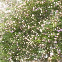 Melaleuca nesophylla