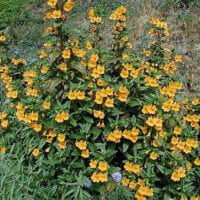 Mimulus aurantiacus